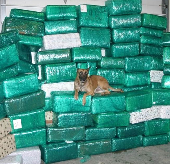 service-narcotic-detection